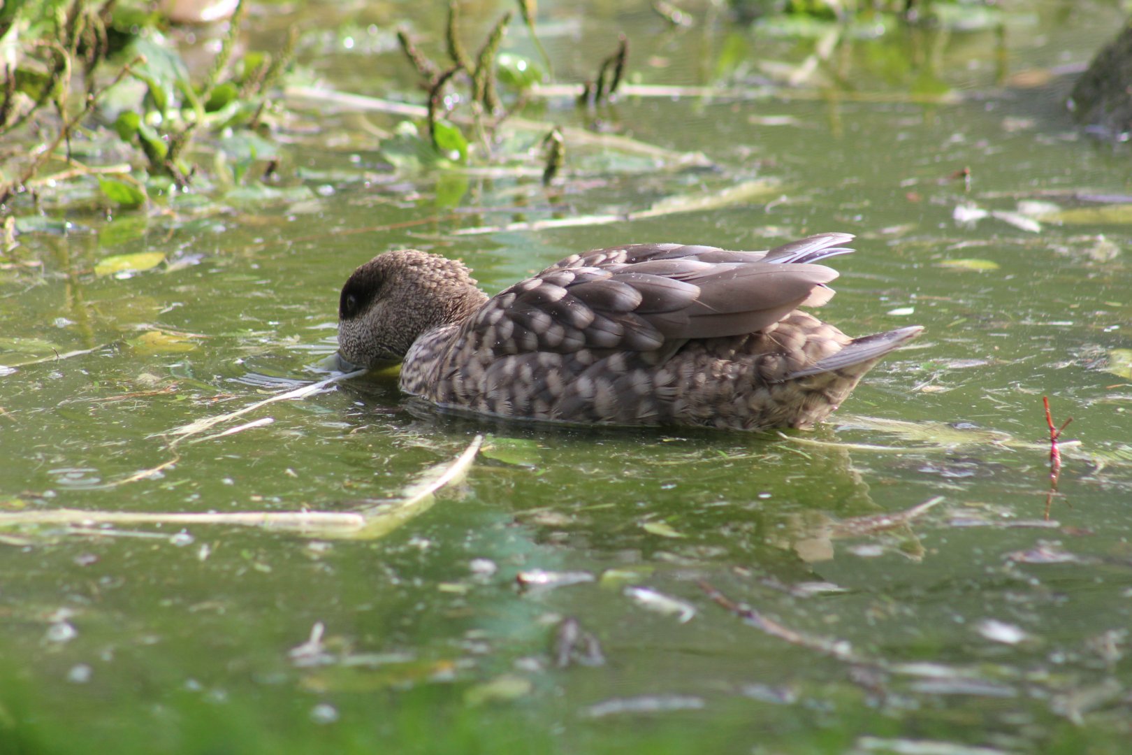 Marbled Teal