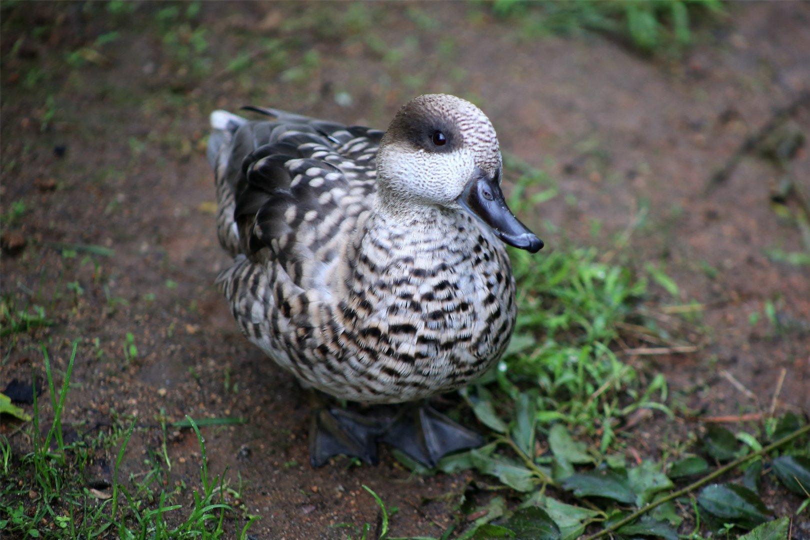 Marbled teal
