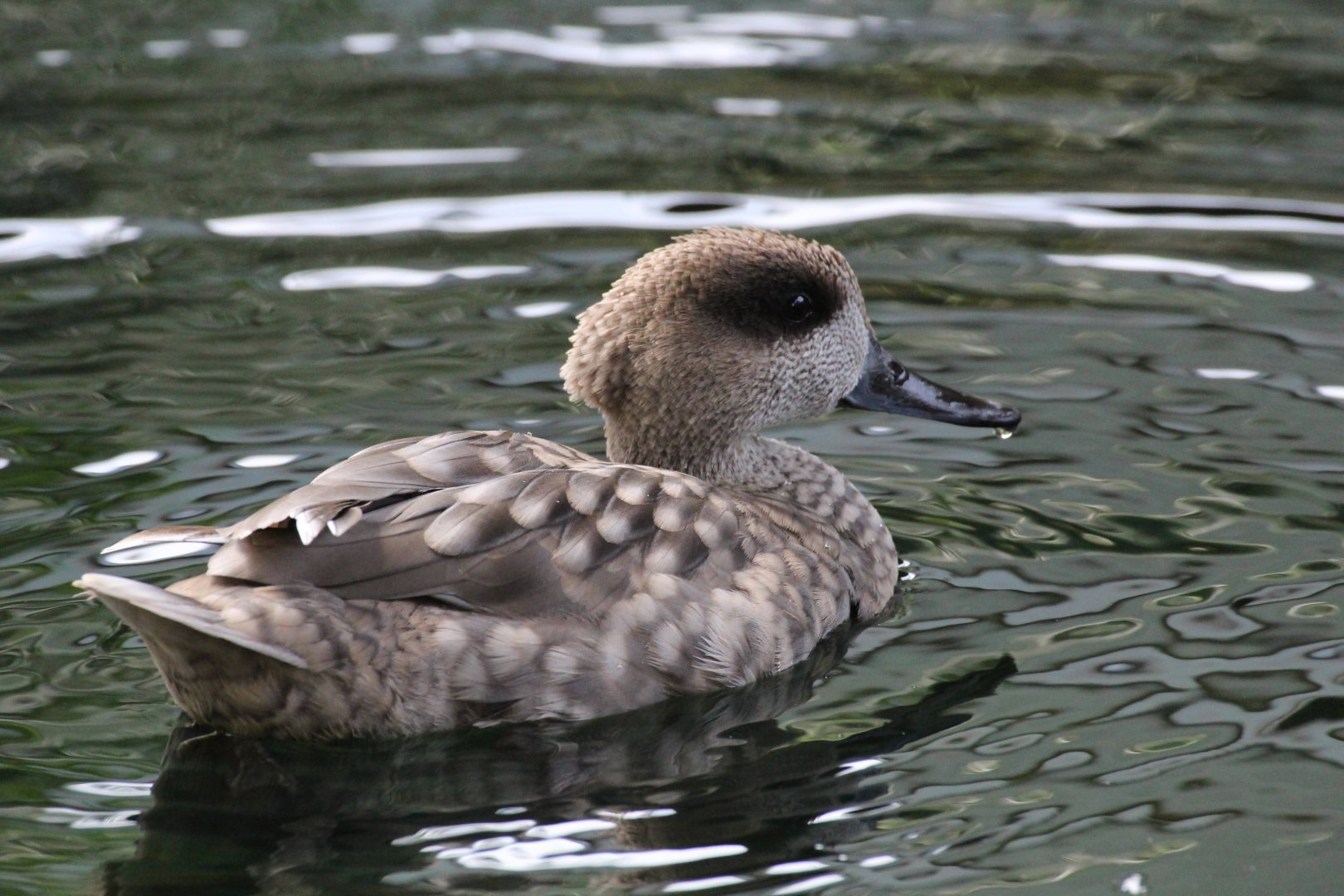 Marbled Teal