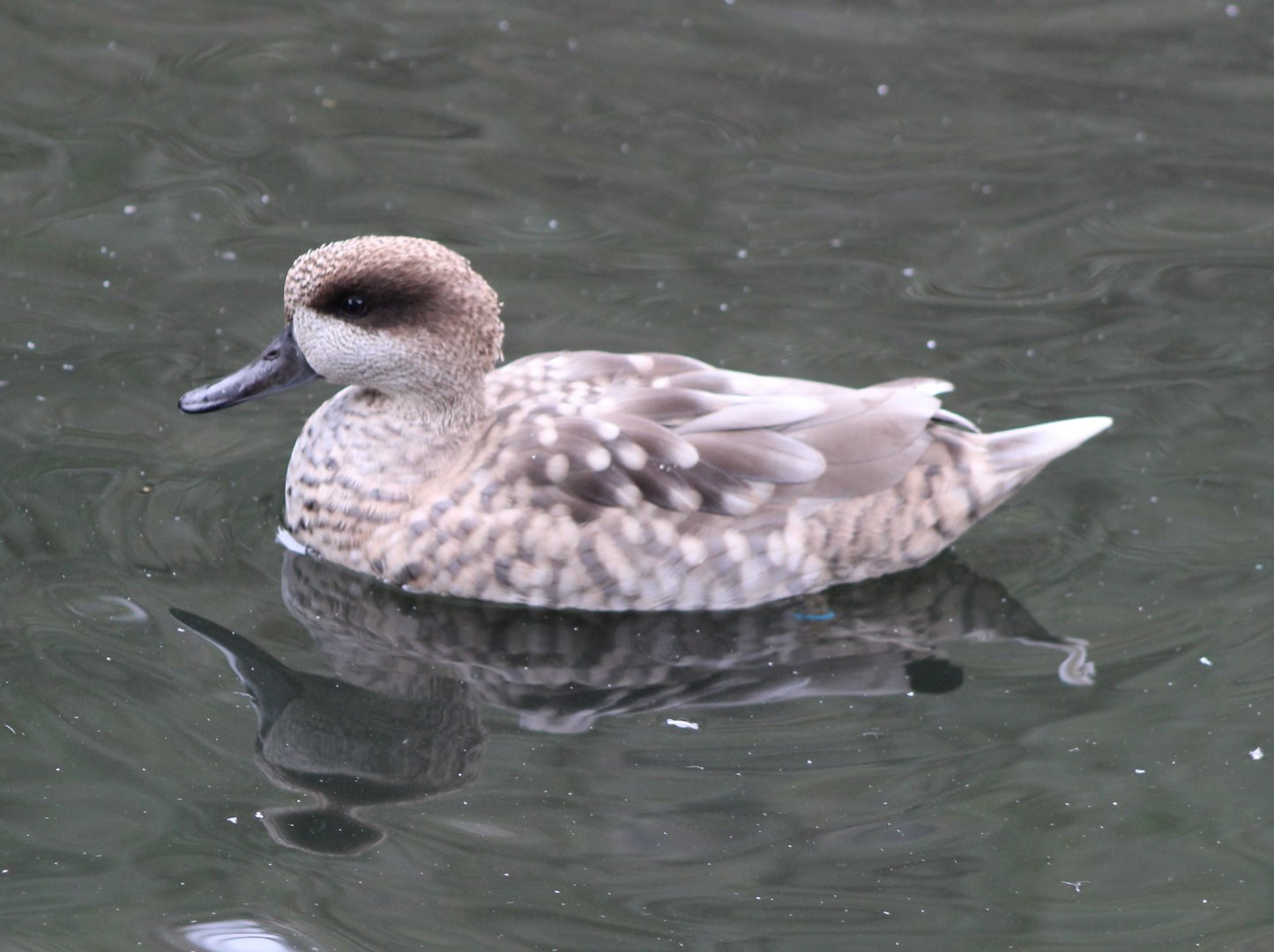 Marbled teal