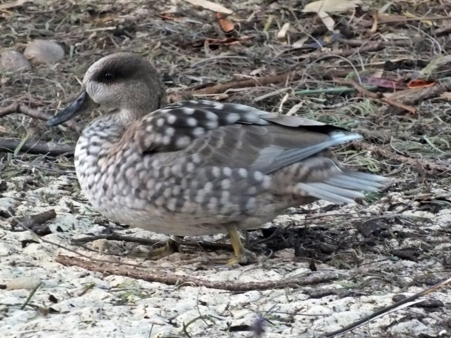 Marbled teal