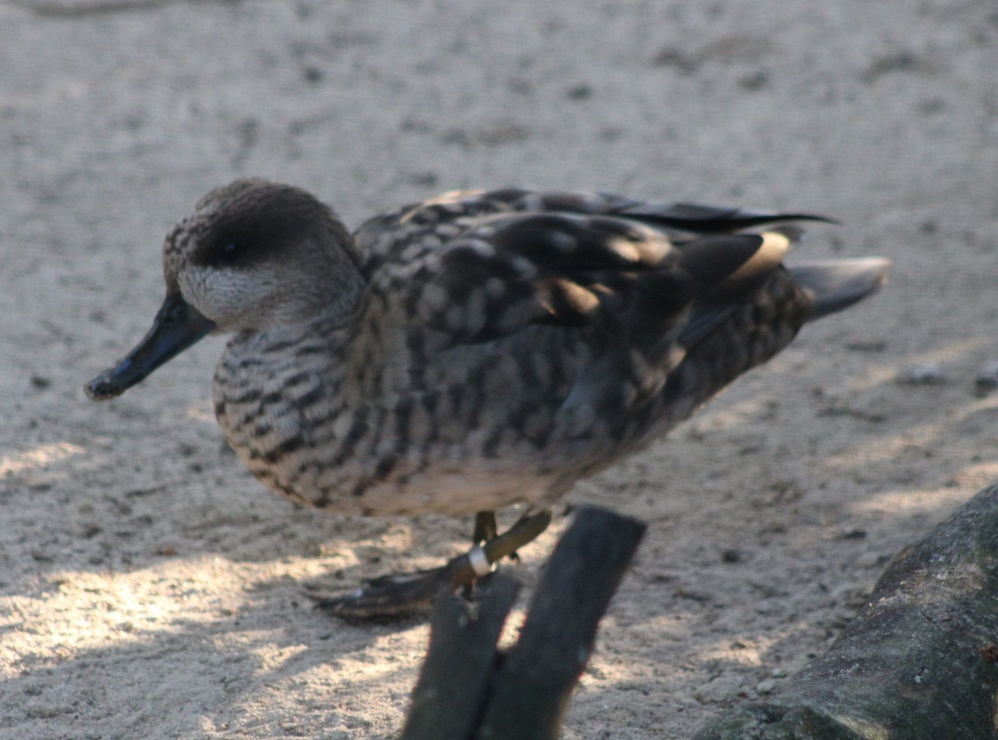Marbled teal
