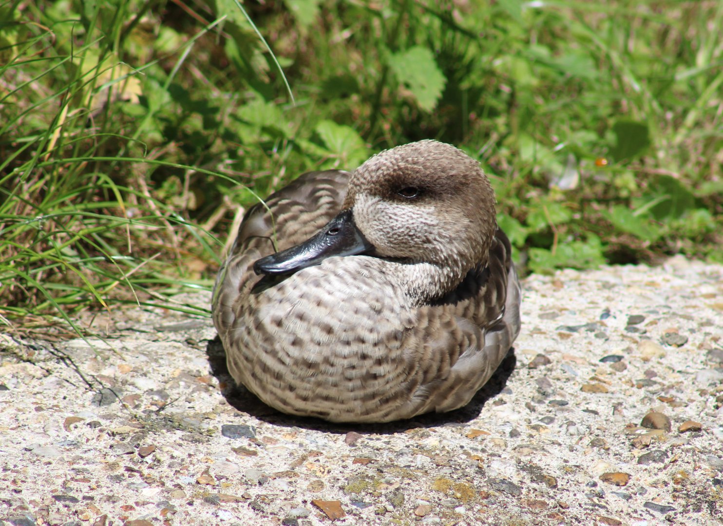 Marbled teal