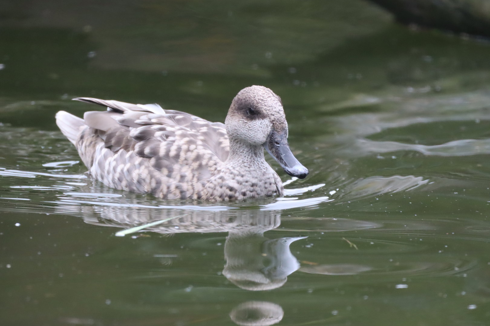 Marbled Teal