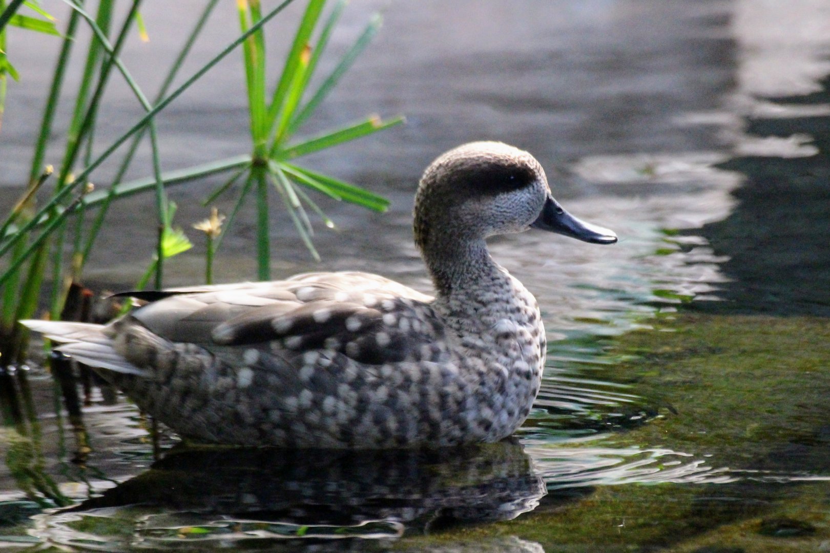 Marbled Teal