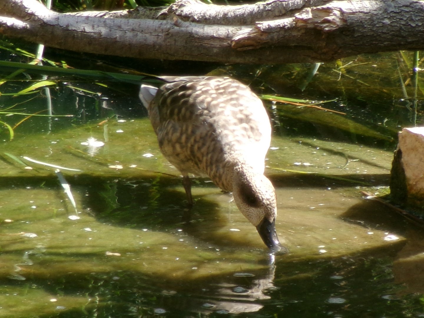 Marbled teal