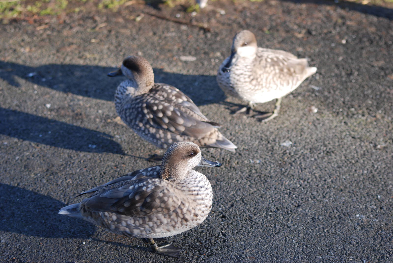 Marbled Teals at Martin Mere, 28/01/11