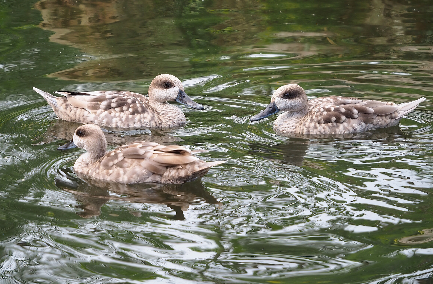 Marbled teals (Marmaronetta angustirostris), 2023-07-18