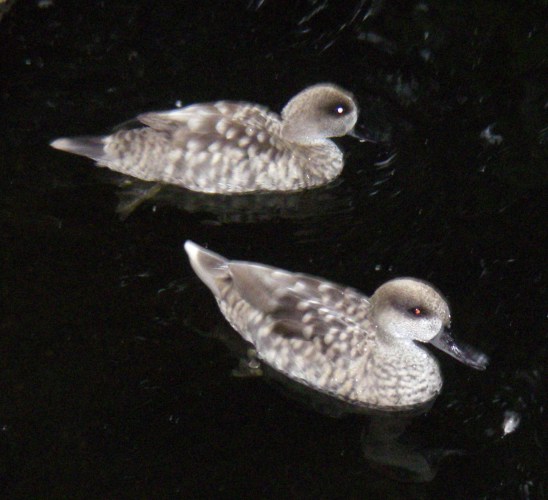 Marbled Teals (Marmaronetta angustirostris)