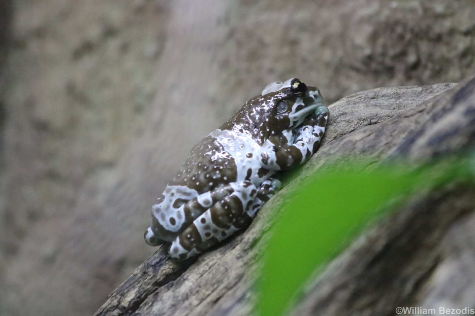 Marbled Tree Frog