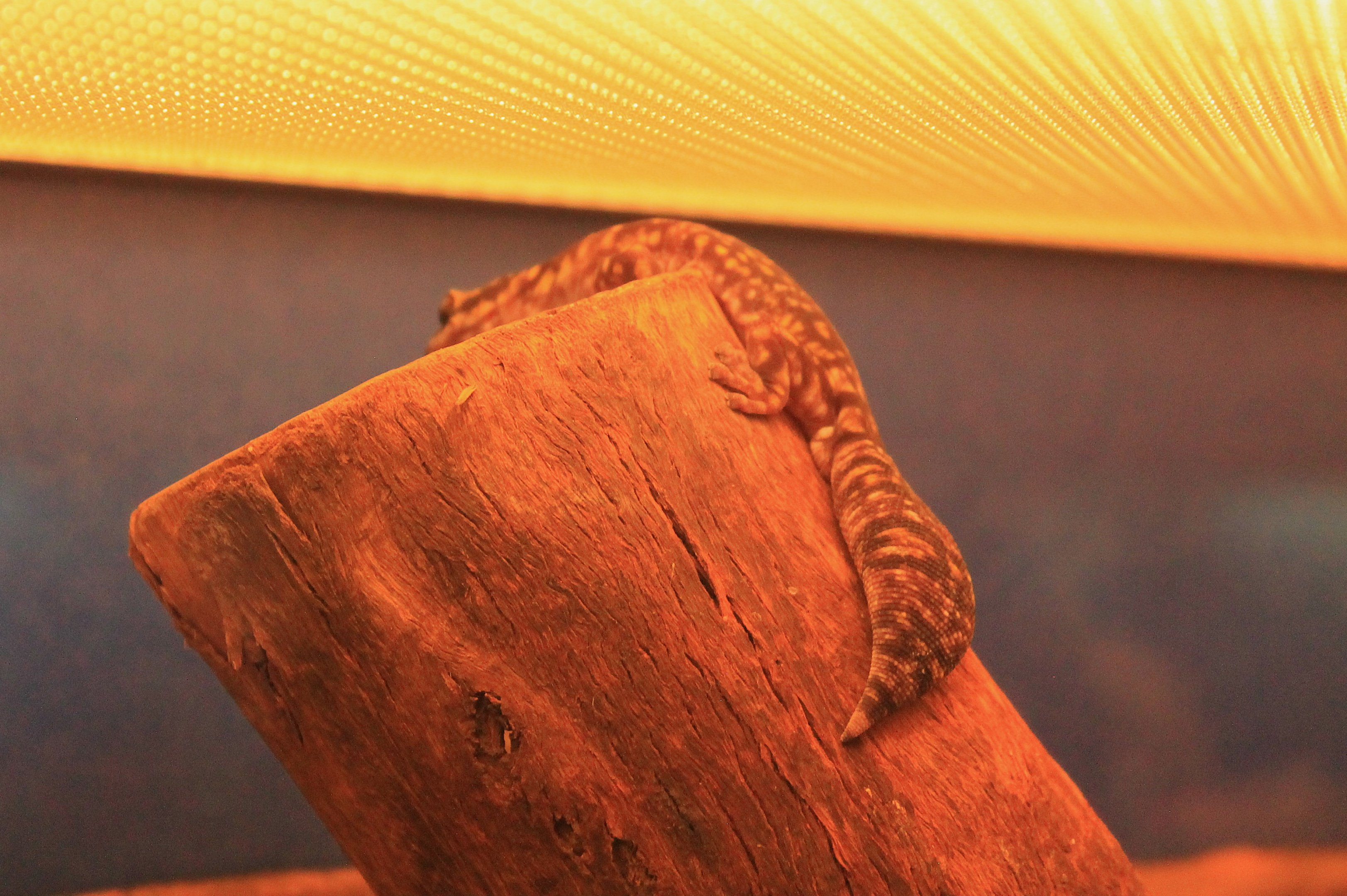 Marbled Velvet Gecko (Oedura marmorata)