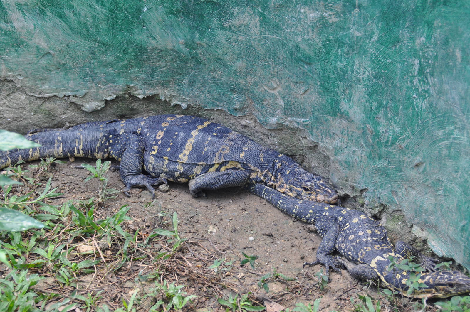 Marbled water monitor/ Varanus marmoratus