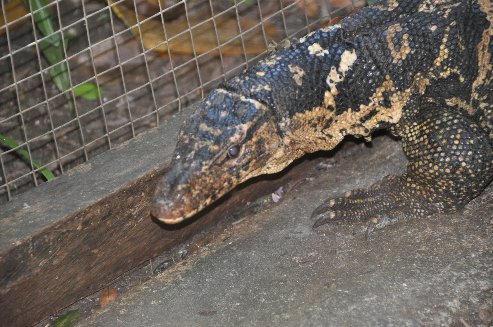 Marbled water monitor/ Varanus marmoratus