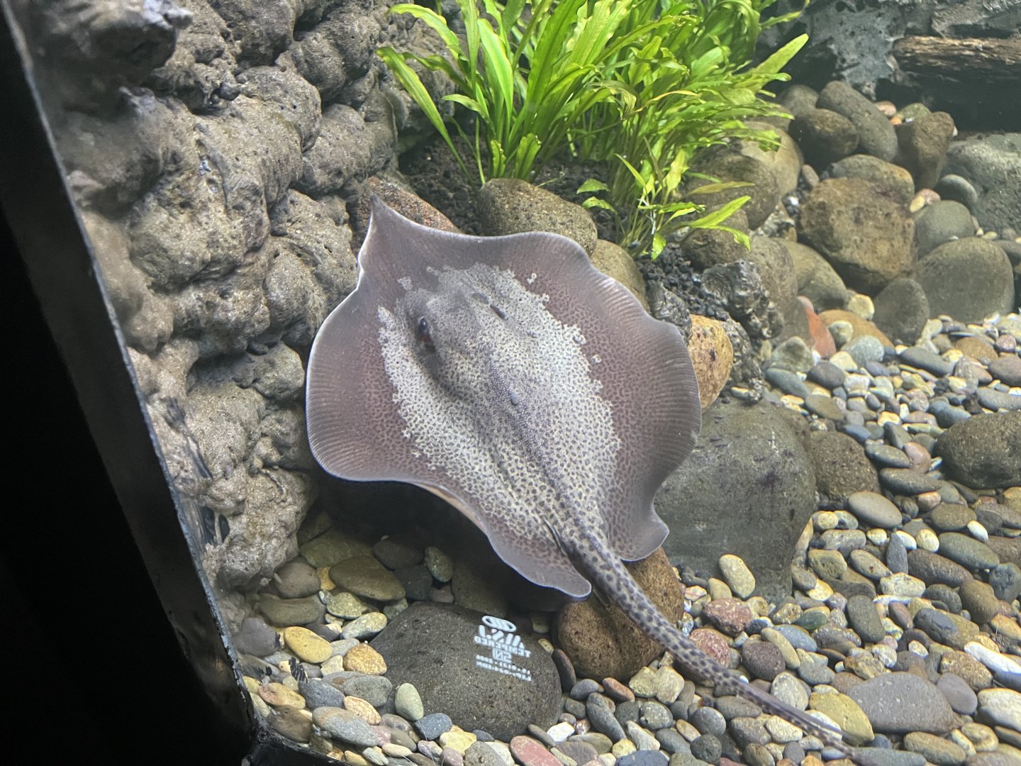 marbled whipray (fluvitrygon oxyrhynchus) - dunia air tawar
