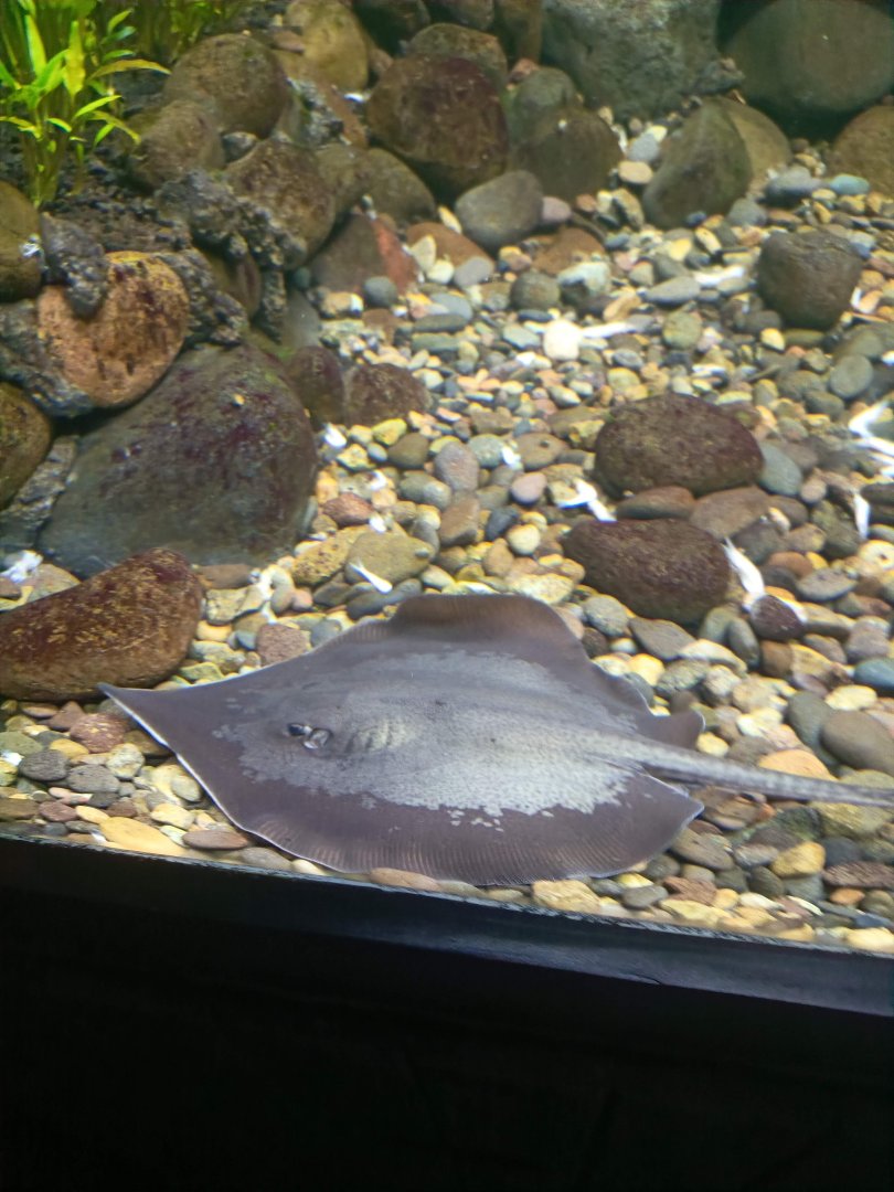 Marbled Whipray (Fluvitrygon oxyrhynchus)