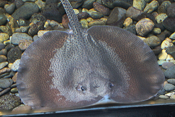 Marbled whipray (Fluvitrygon oxyrhynchus)