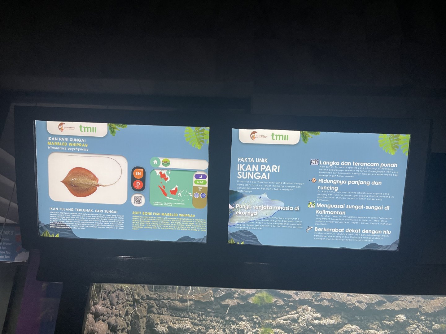 marbled whipray signage - dunia air tawar