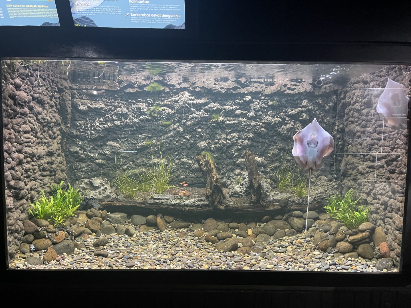 marbled whipray tank - dunia air tawar