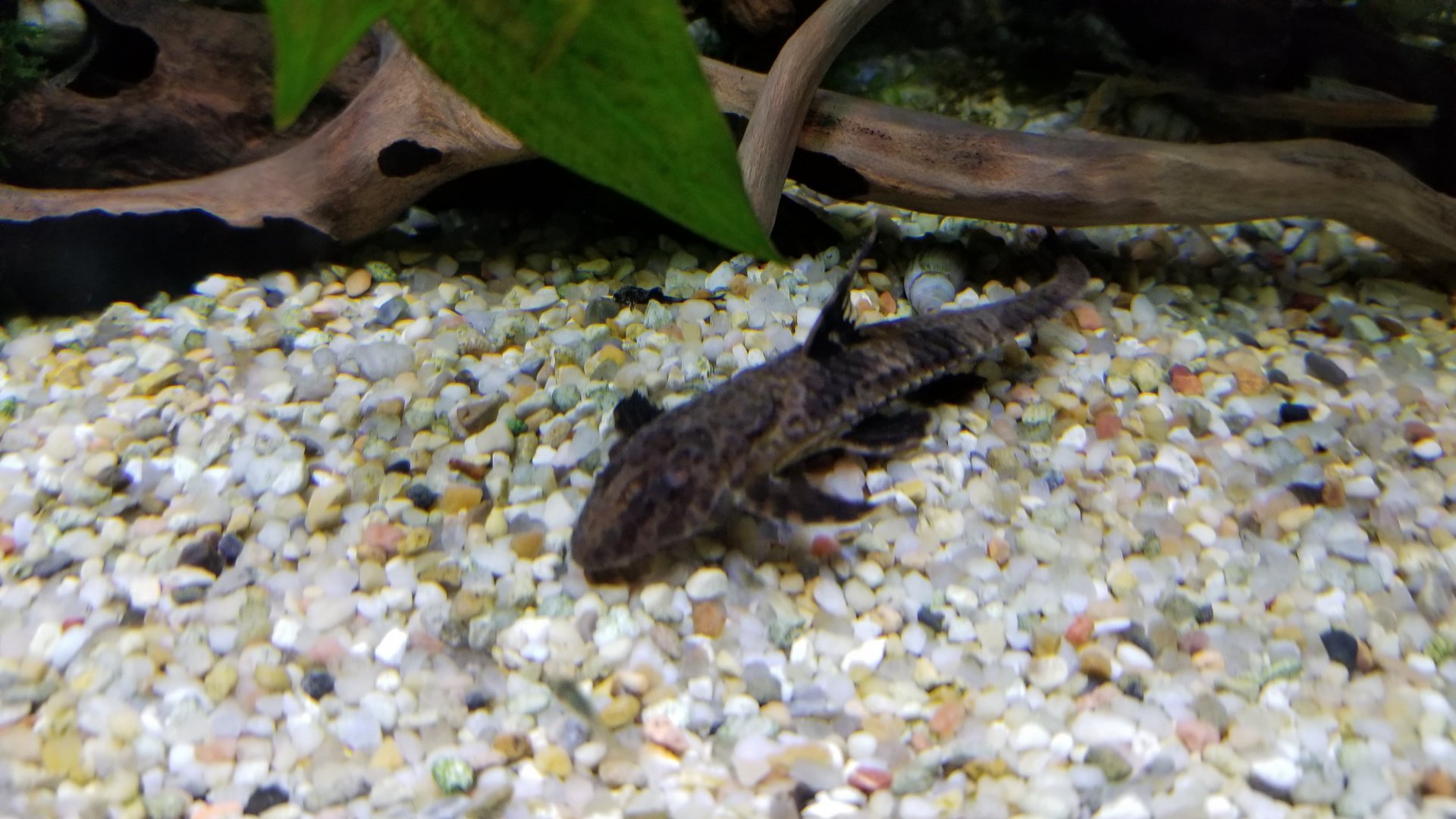 Marbled Whiptail Catfish, Amazonia