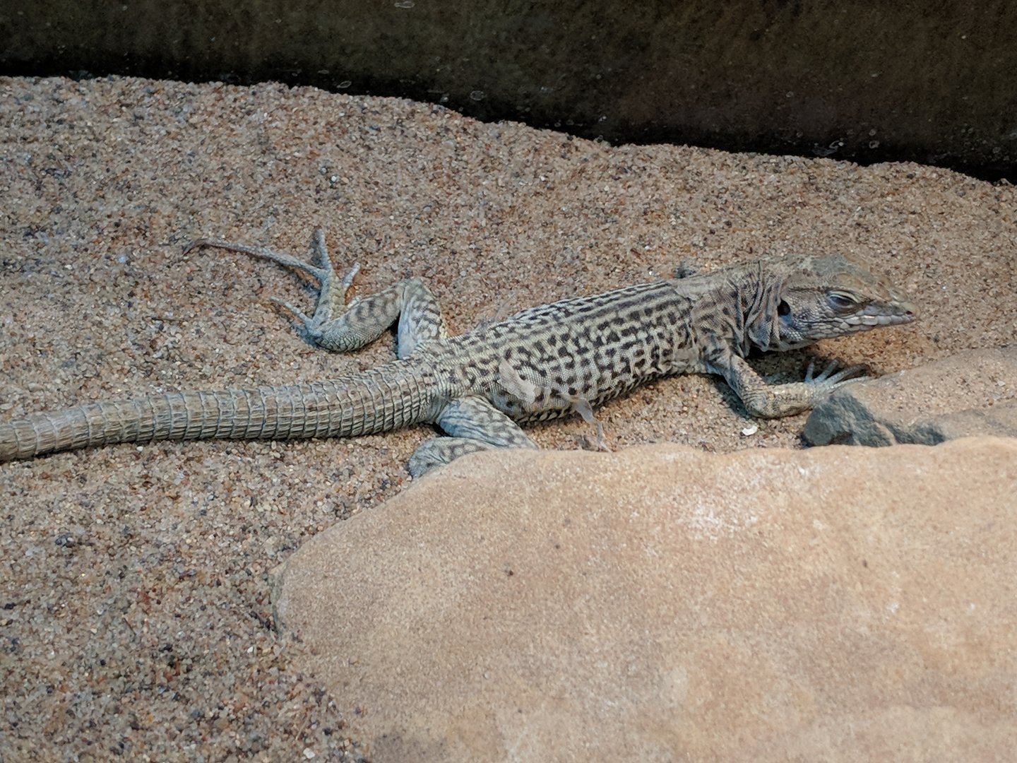 Marbled whiptail (Cnemidophorus marmoratus)