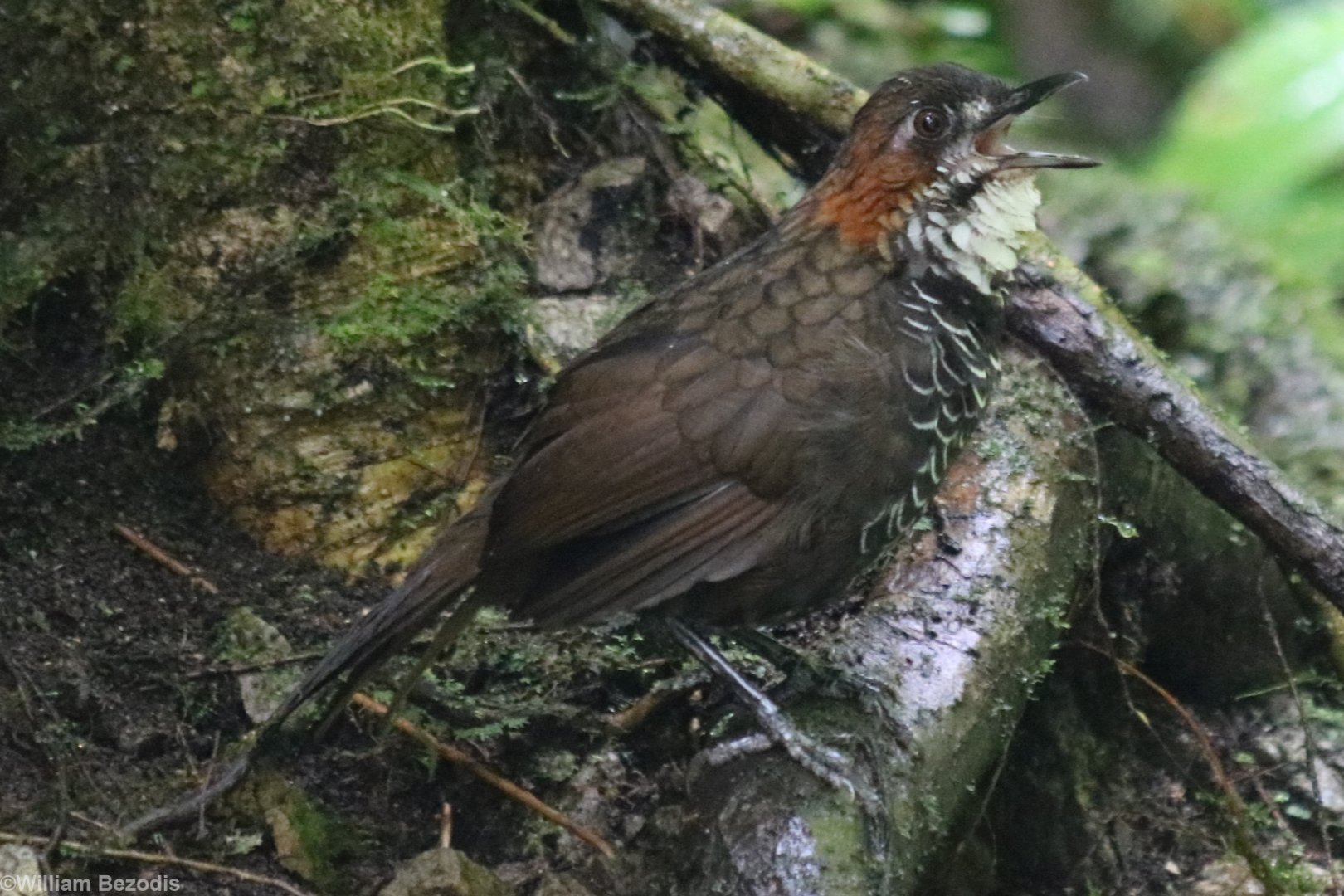 Marbled Wren-babbler Calling - Tapan Road