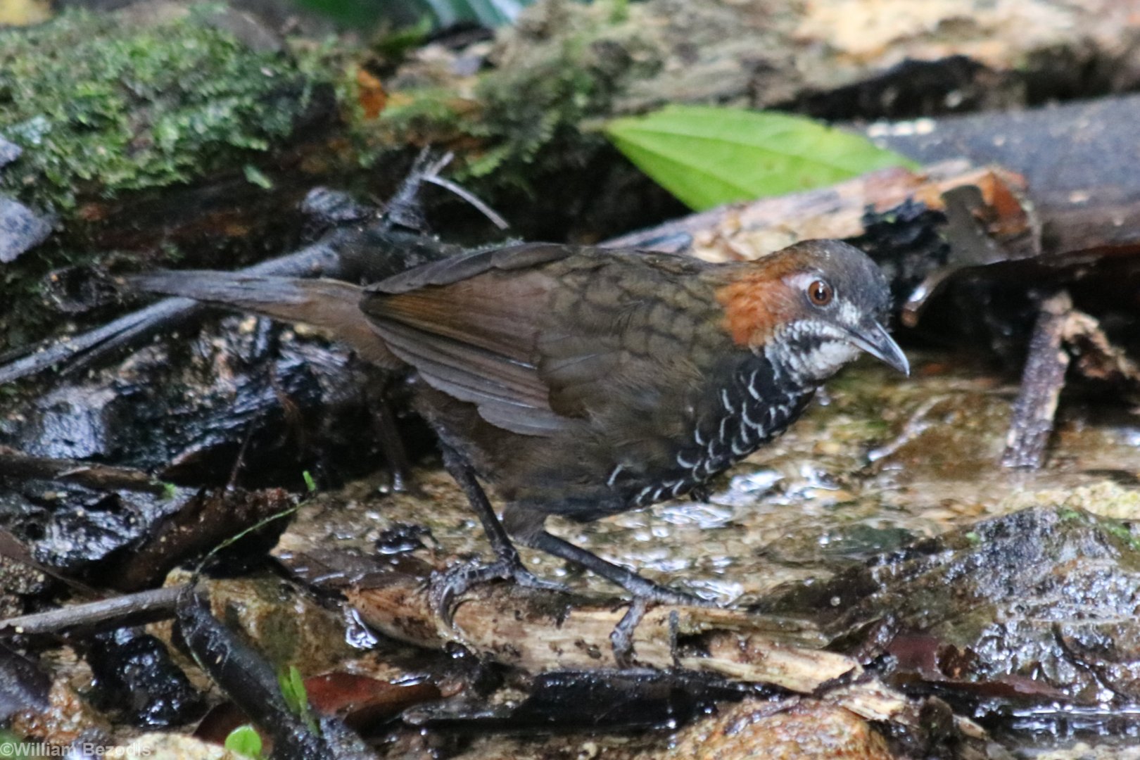 Marbled Wren-babbler - Tapan Road