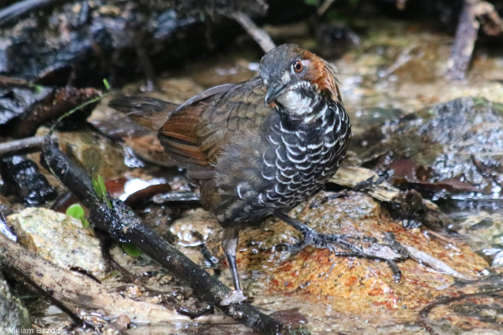 Marbled Wren-babbler - Tapan Road