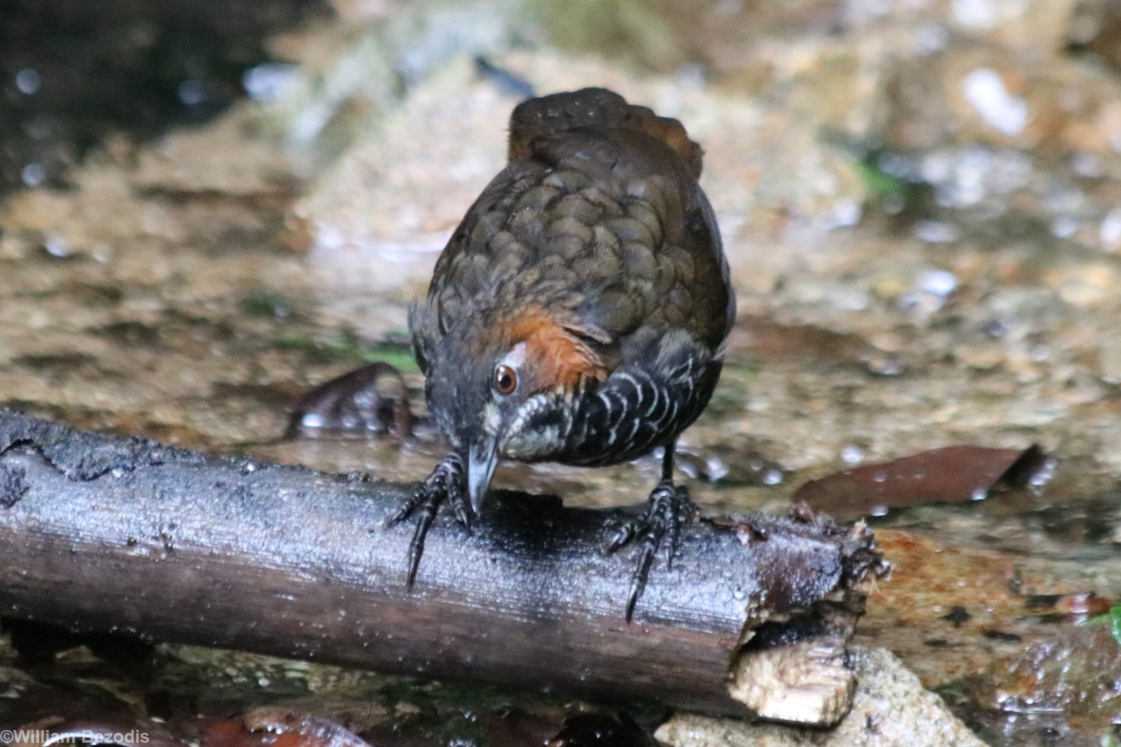 Marbled Wren-babbler - Tapan Road
