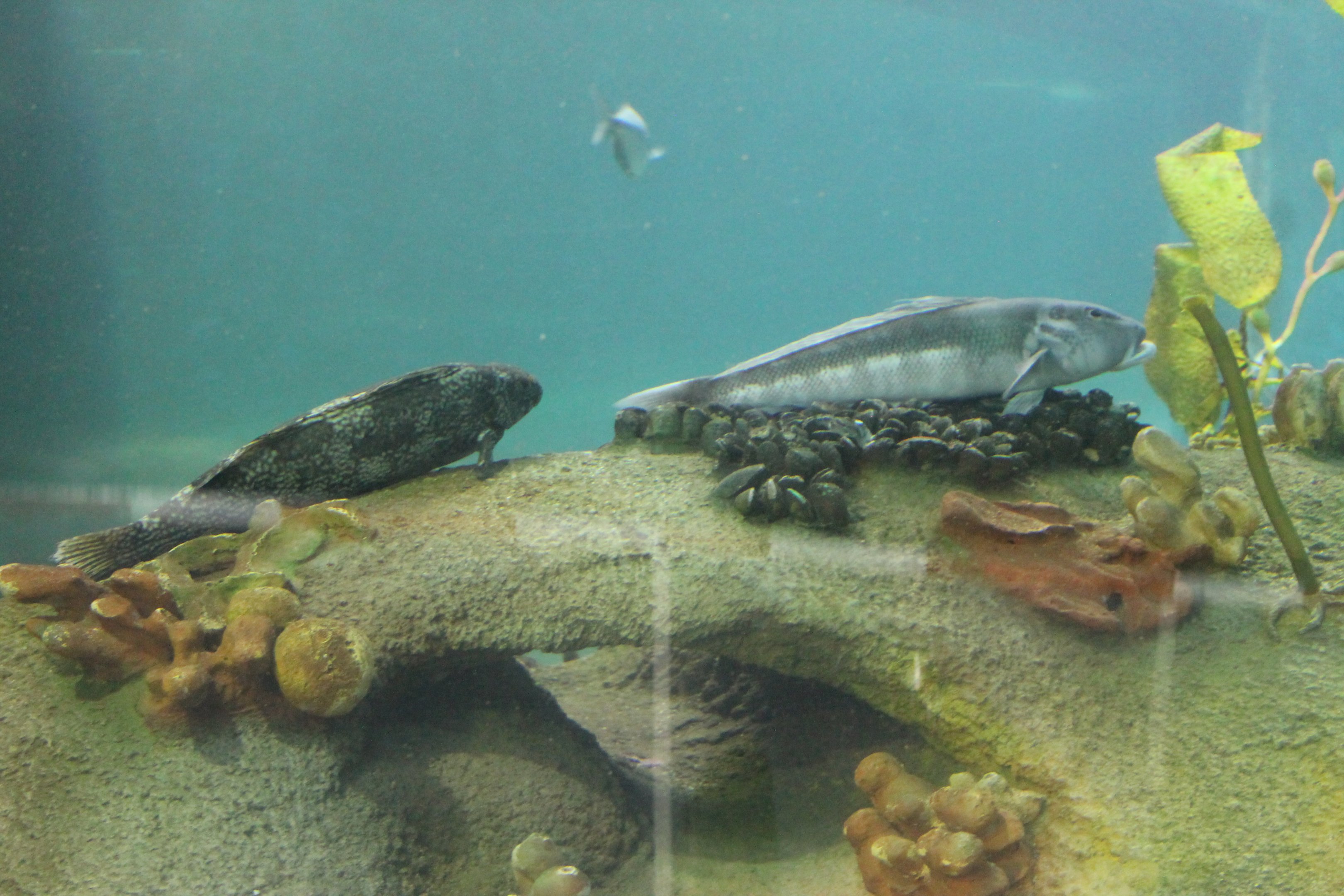 Marblefish (Aplodactylus arctidens) and Blue Cod (Parapercis colias)