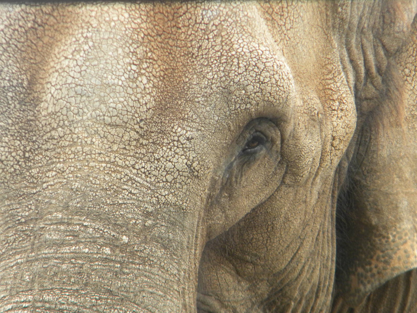 Marcella the Asian Elephant at Blackpool Zoo 07/05/11