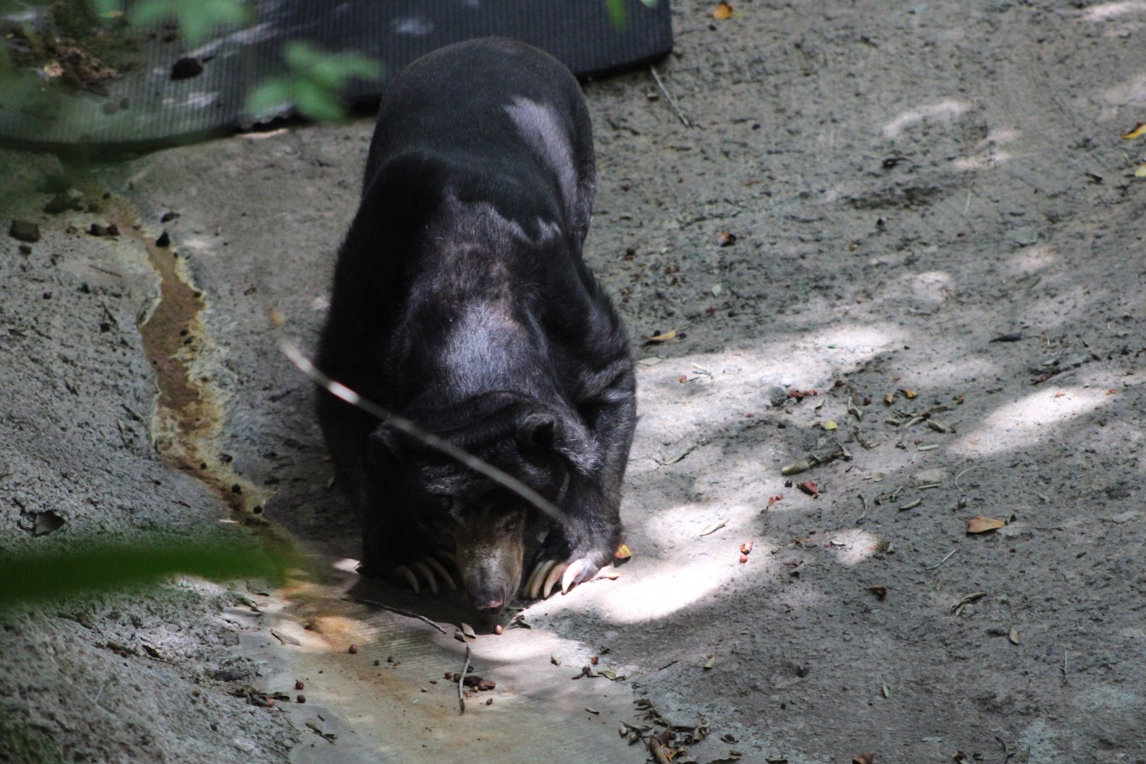 Marcella the Bornean Sun Bear (H. m. euryspilus