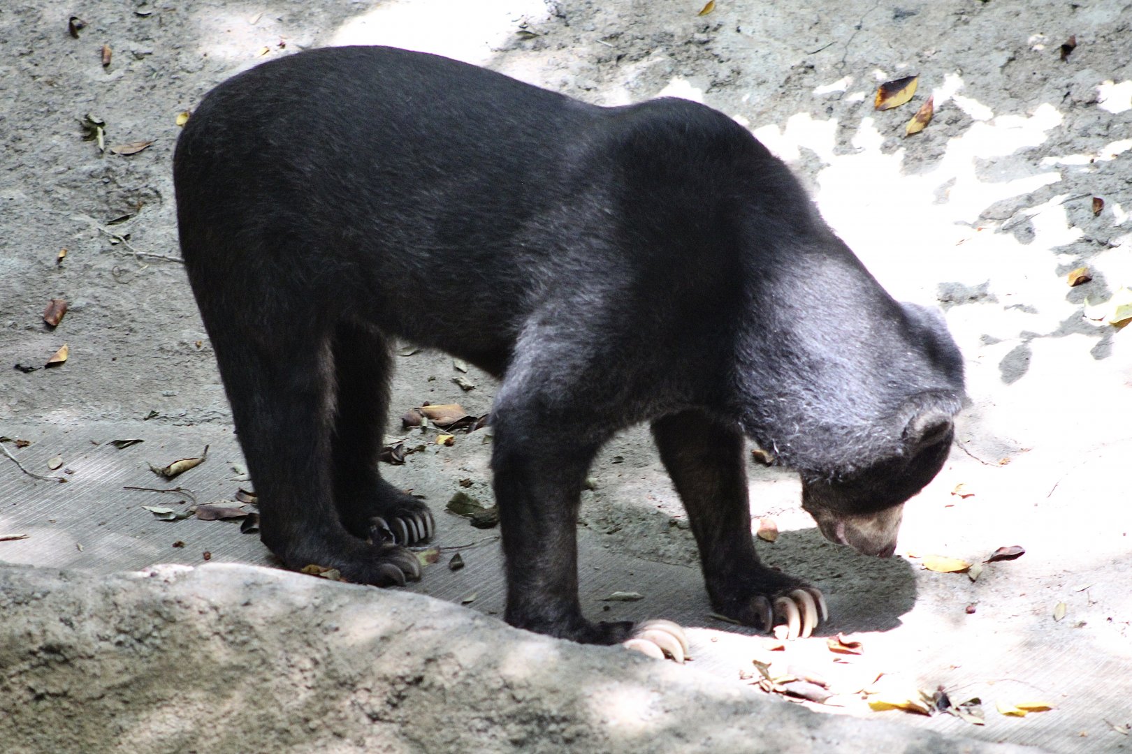 Marcella the Bornean Sun Bear (H. m. euryspilus)