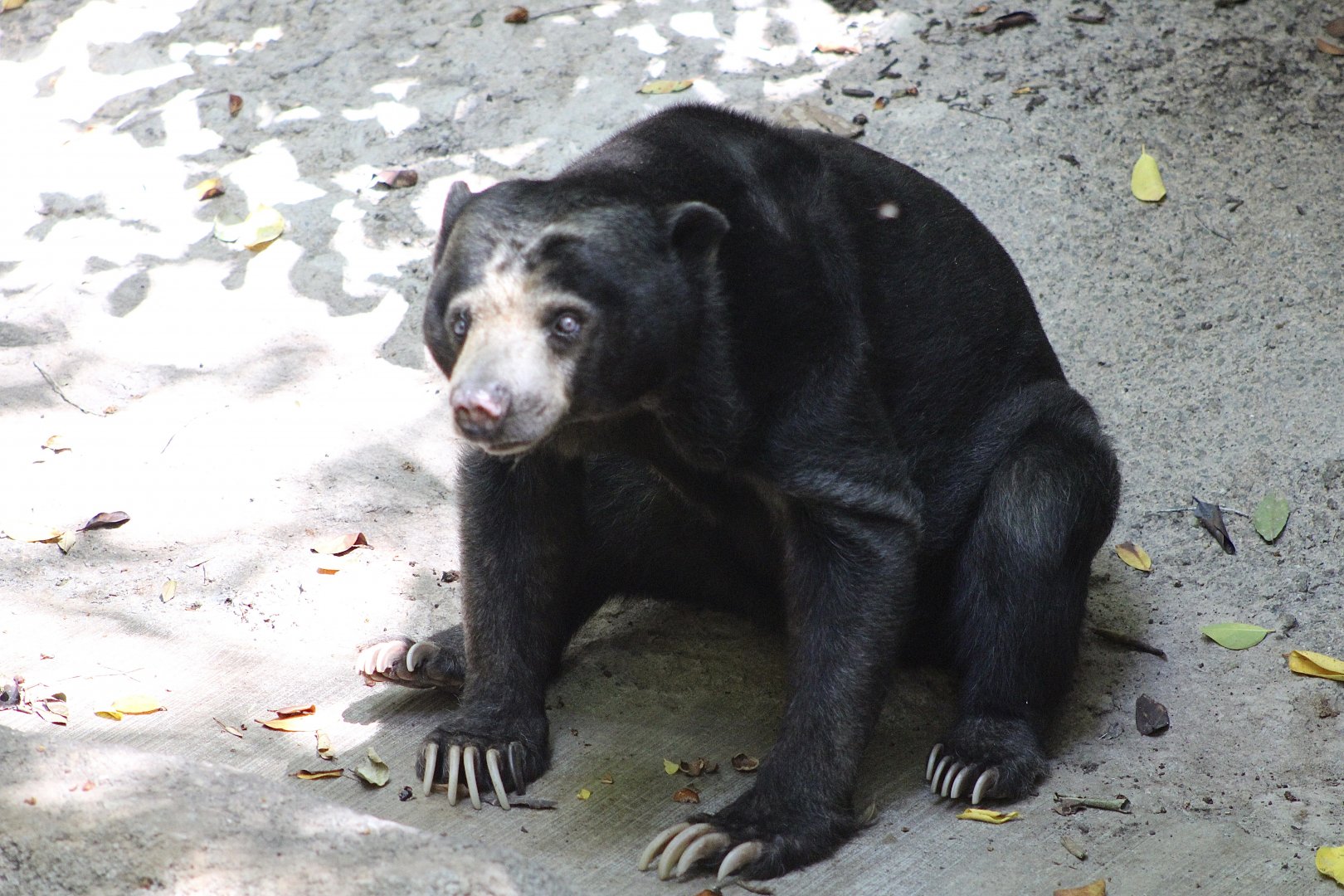 Marcella the Bornean Sun Bear (H. m. euryspilus)