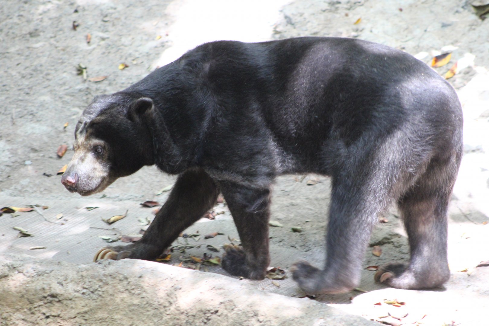 Marcella the Bornean Sun Bear (H. m. euryspilus)