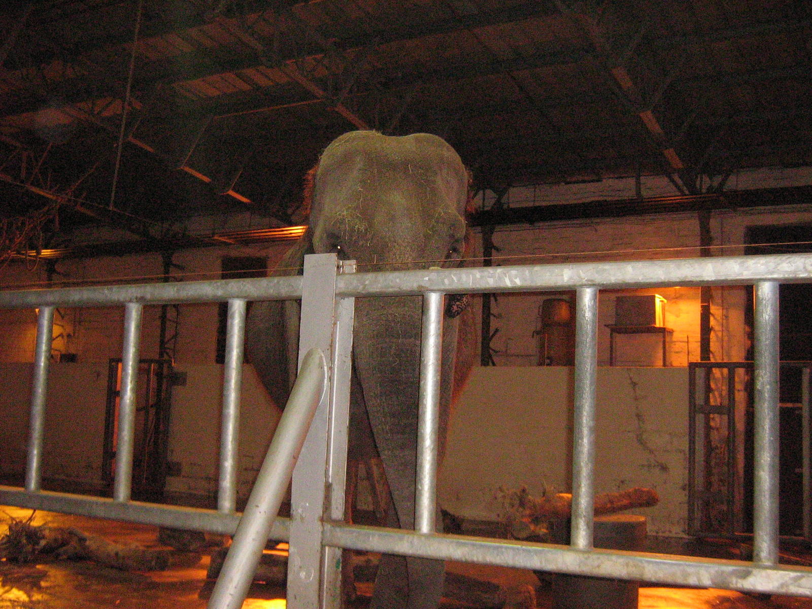 Marcella The Female Asian Elephant.