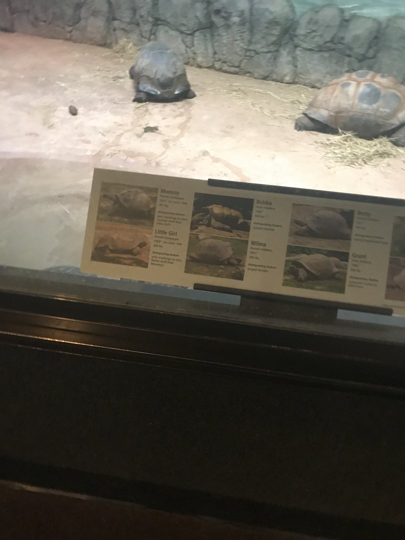 March 1,2020- Giant tortoise exhibit