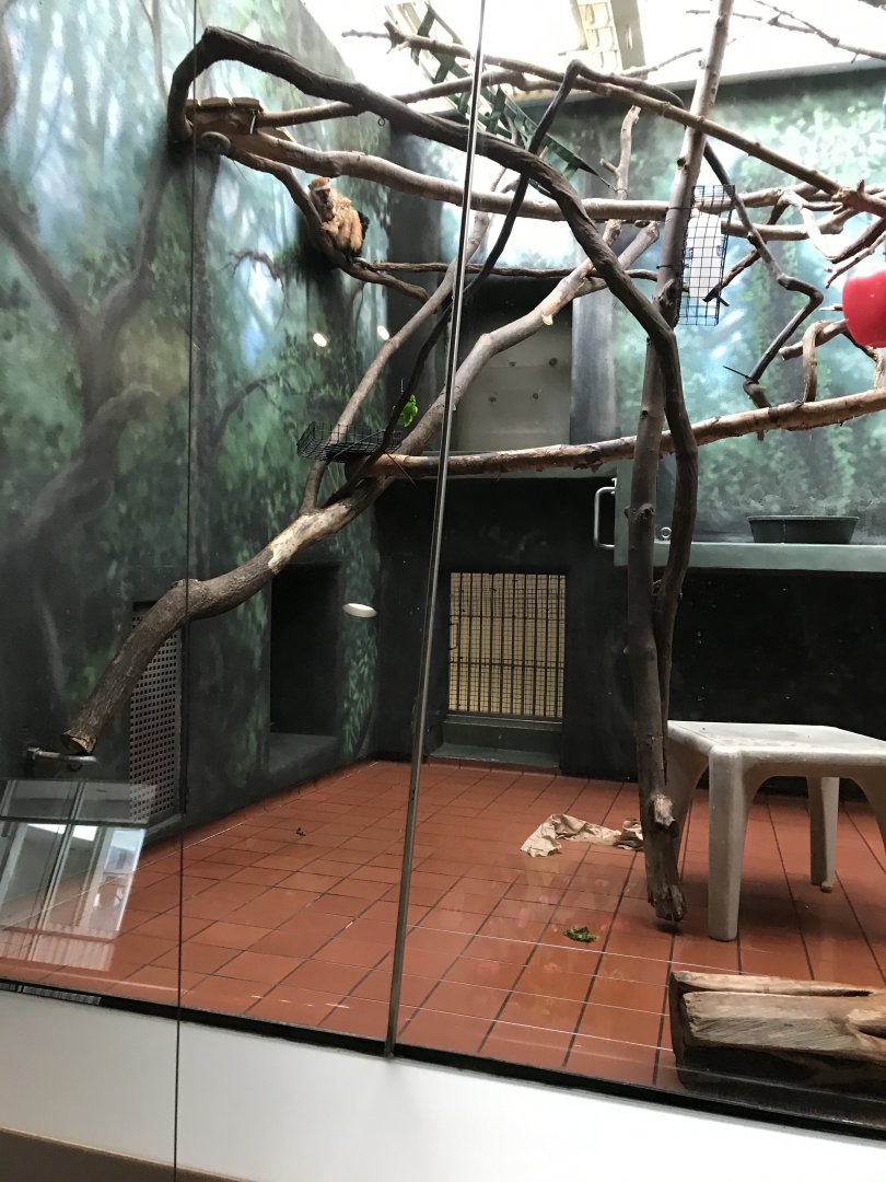 March 1,2020- Rare Animal Conservation Center- Blue-eyed black lemur