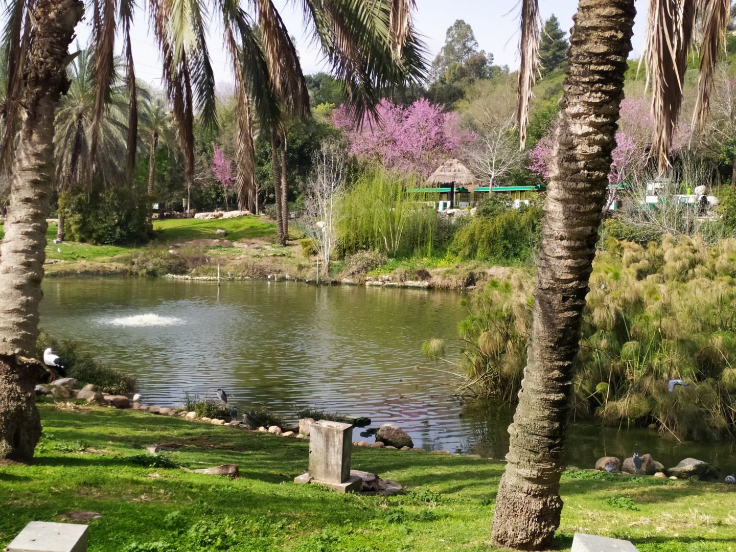 March 16 2021 - Water Birds Lake