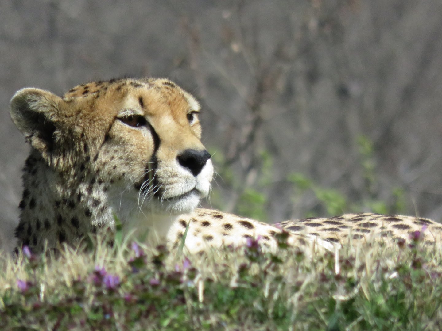 [March 2016] East Africa- cheetah (Acinonyx jubatus) lying