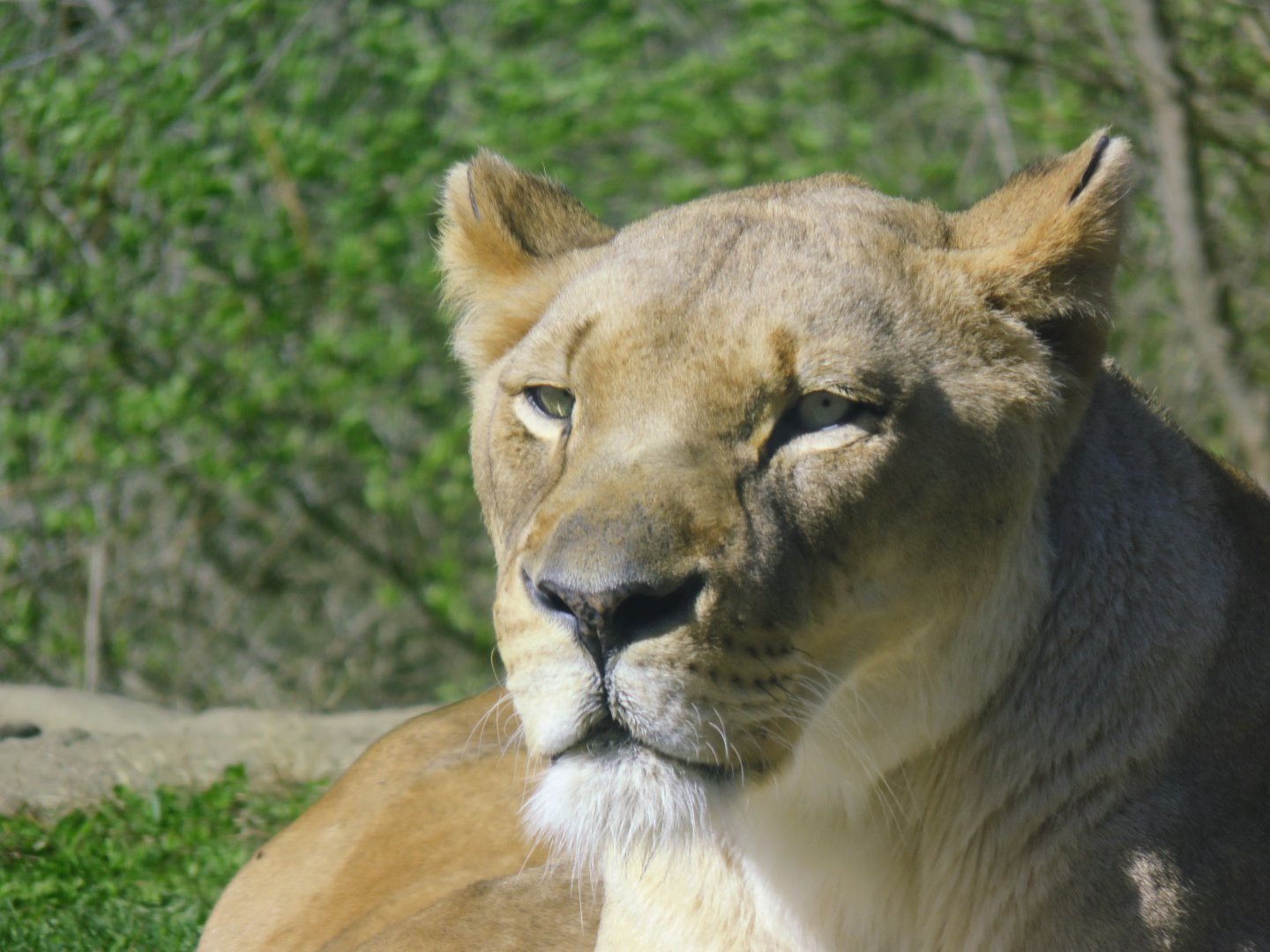 [March 2016] East Africa- lion (Panthera leo)