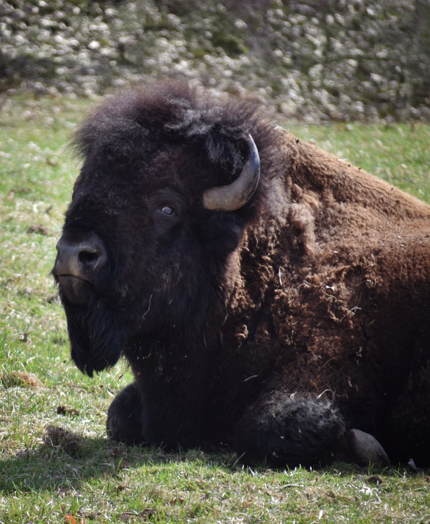 [March 2019] American bison (Bison bison)