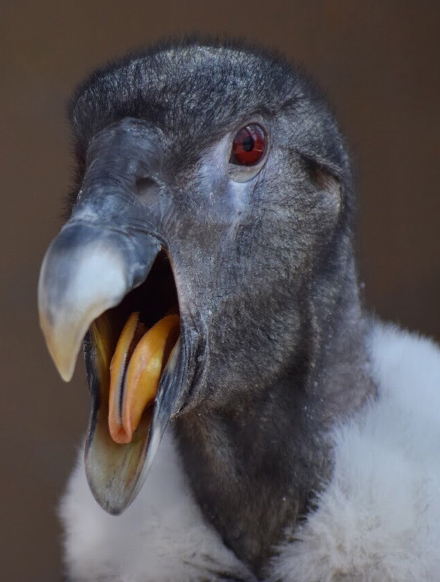 [March 2019] Andean condor (Vultur gryphus) yawning