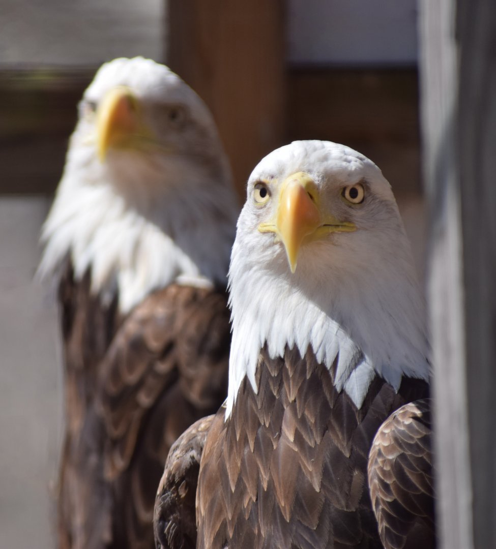 [March 2019] bald eagles (Haliaeetus leucocephalus)