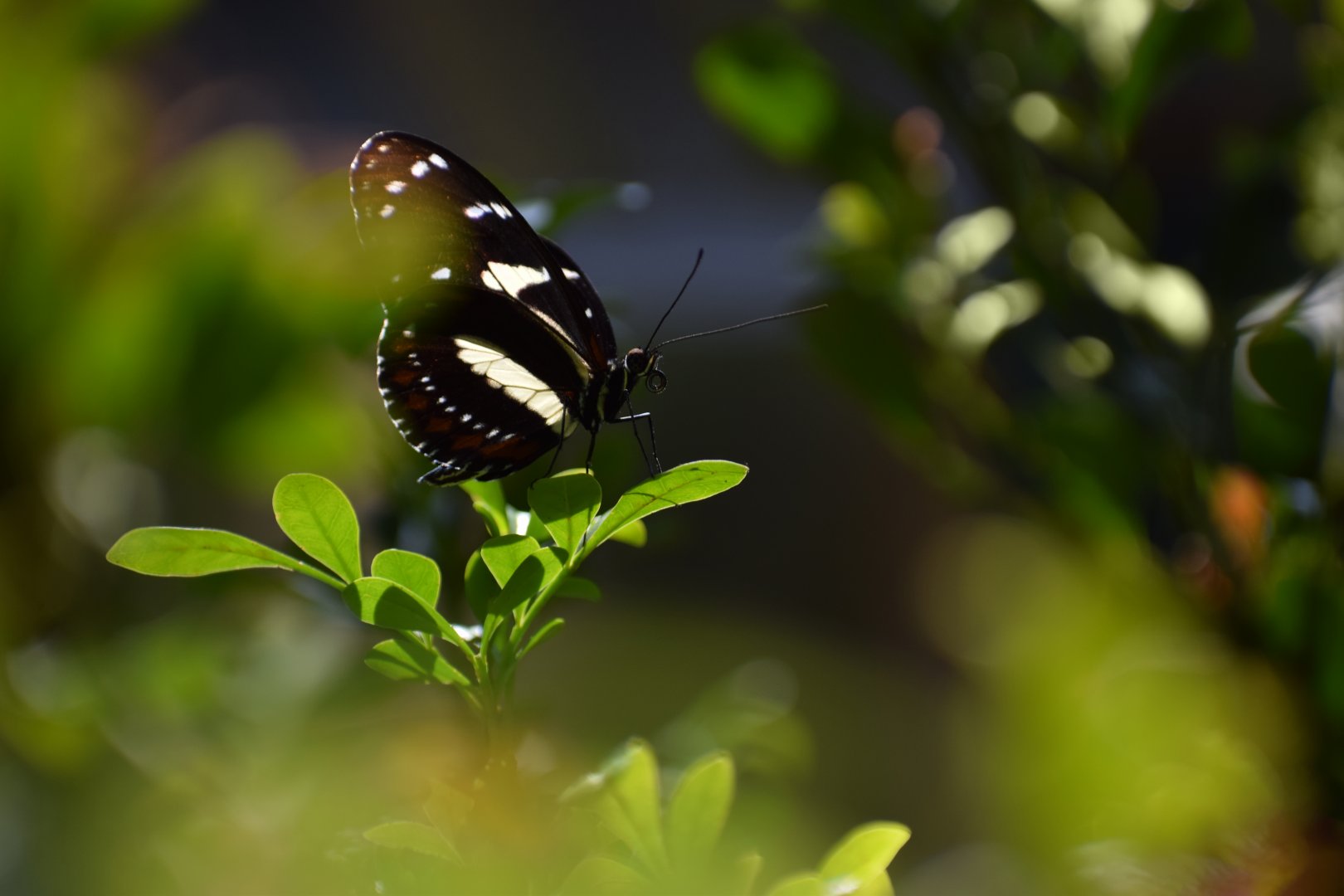 [March 2019] Butterfly Wing- false zebra longwing (Heliconius atthis)