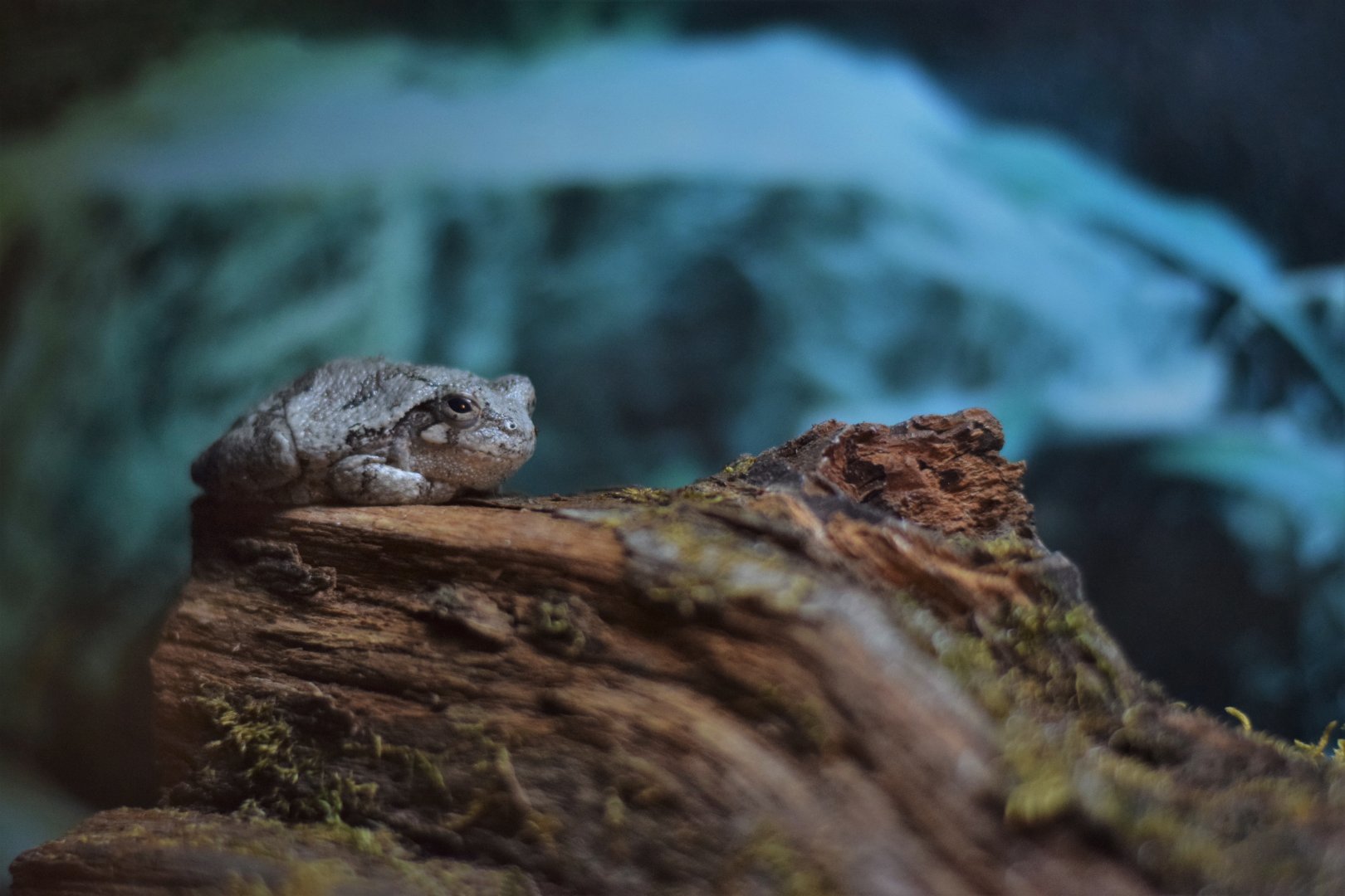 [March 2019] eastern gray treefrog (Dryophytes versicolor)