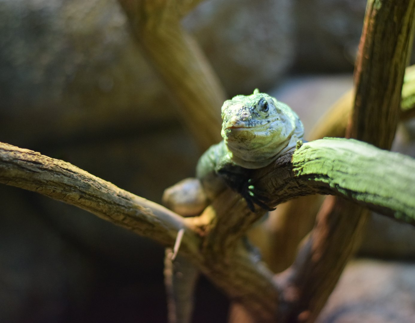 [March 2019] Herpetarium- Utila spiny-tailed iguana (Ctenosaura bakeri)