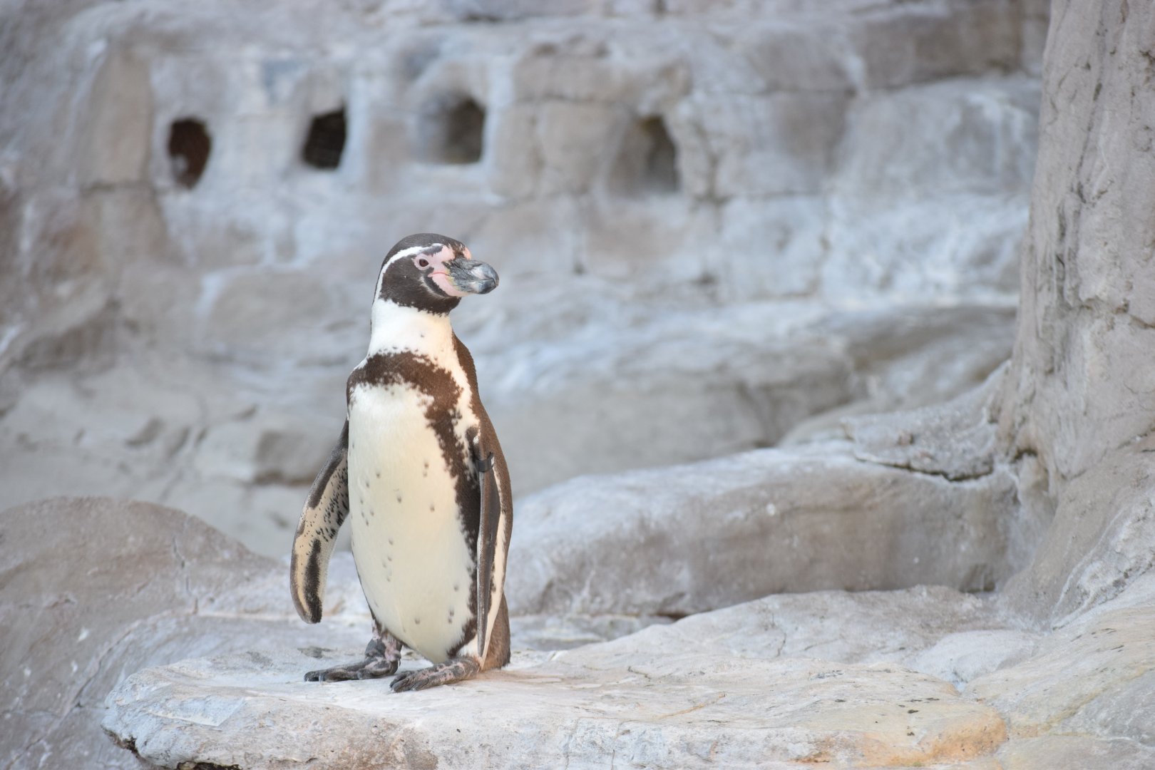 [March 2019] Penguin and Puffin Coast- Humboldt penguin (Spheniscus humboldti)
