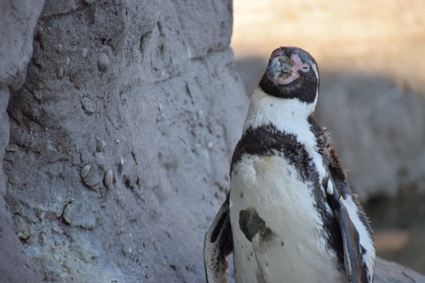 [March 2019] Penguin and Puffin Coast- Humboldt penguin (Spheniscus humboldti)