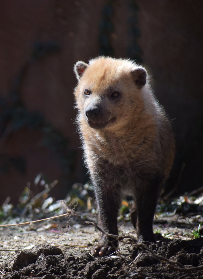 [March 2019] River's Edge- bush dog (Speothos venaticus)