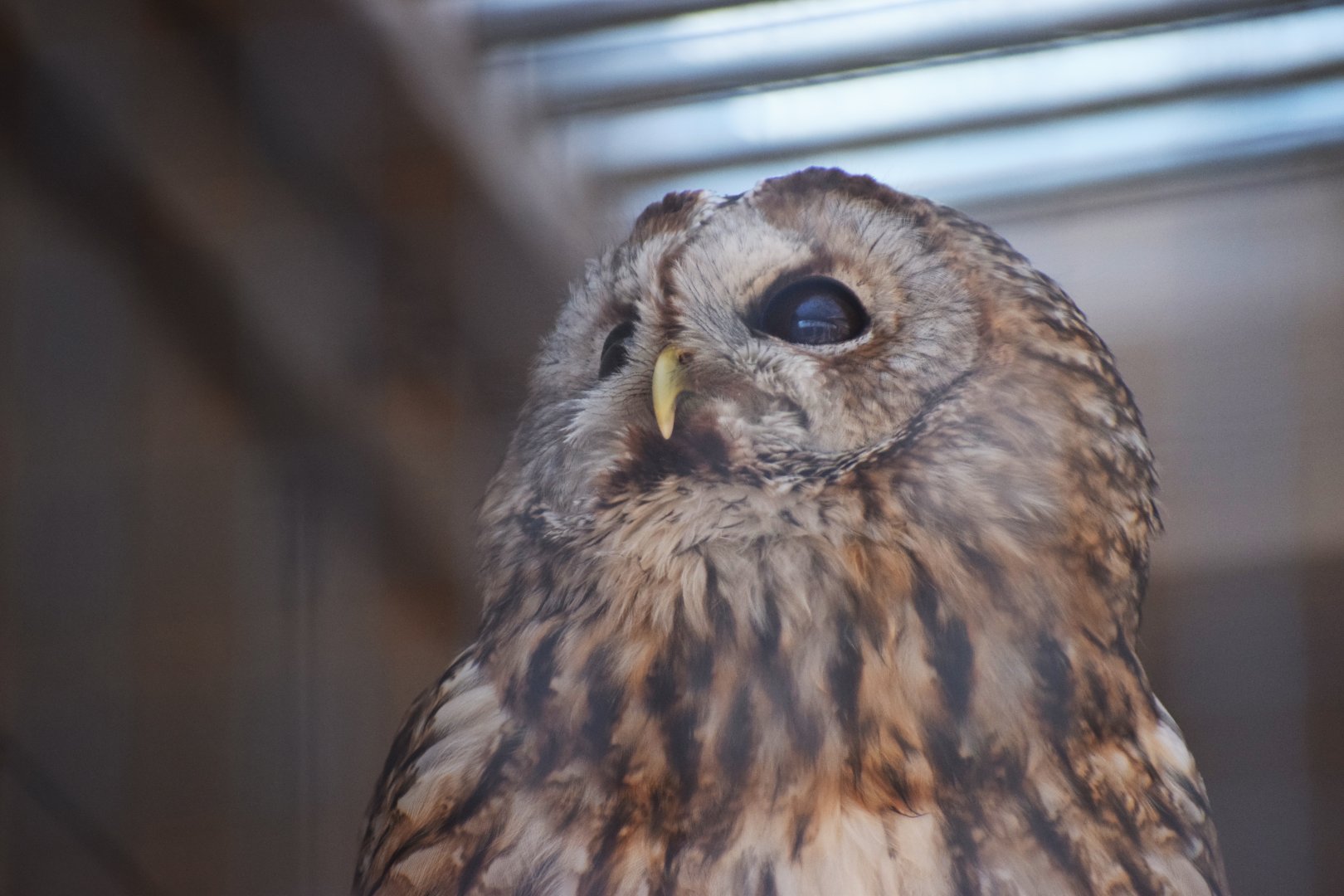 [March 2019] tawny owl (Strix aluco)